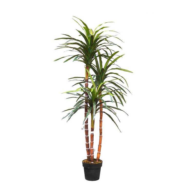 Photos et exemples d'espèces de Dracaena populaires