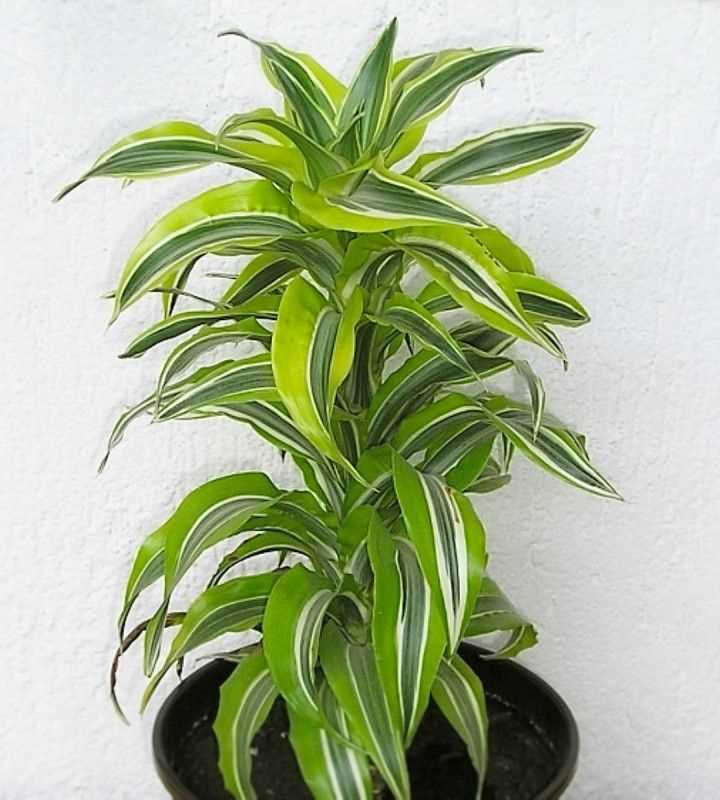 L'engrais et la fertilisation pour votre Dracaena