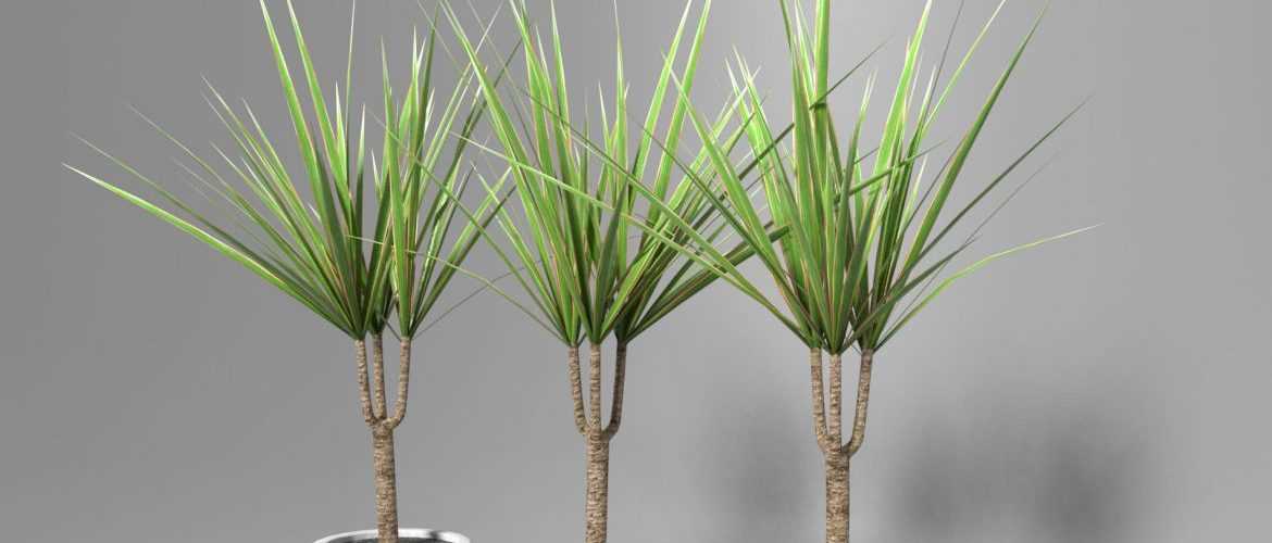 Dracaena maison: conseils pour l'entretien