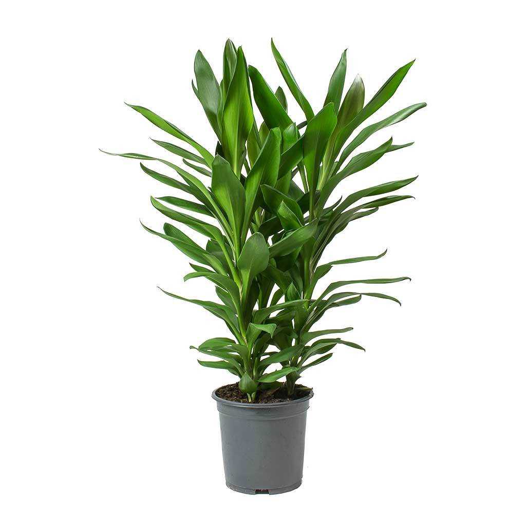 Dracaena