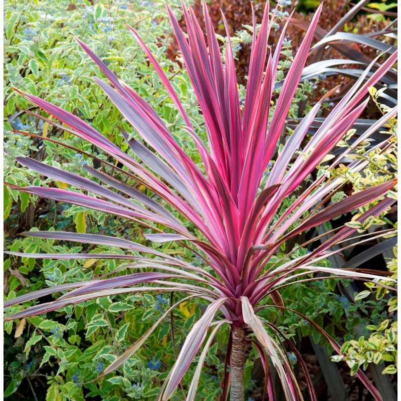 Les avantages de Cordyline pour l'extérieur