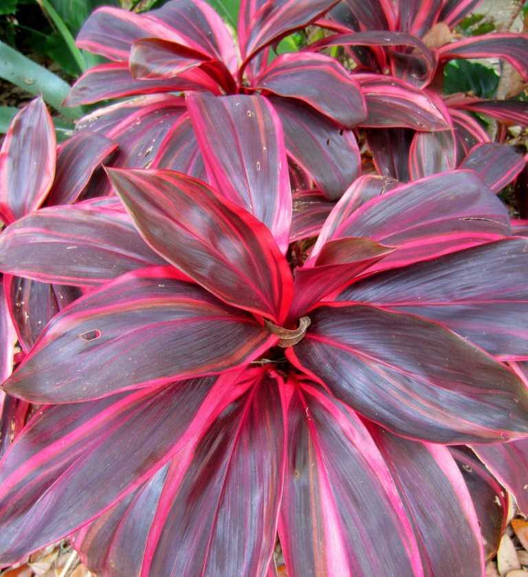 Cordyline