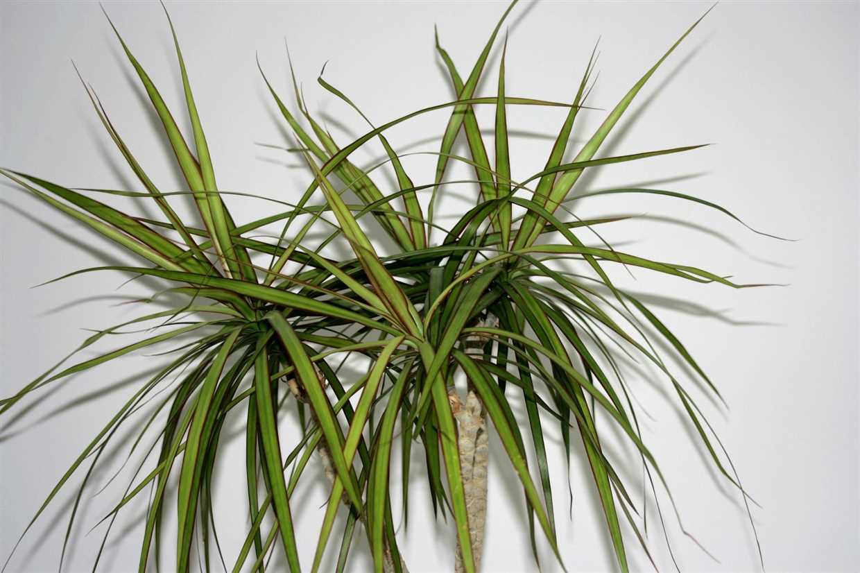 Comment choisir entre Dracaena et Cordyline