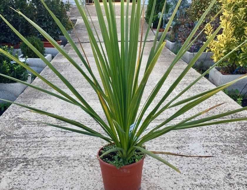 Le Dracaena