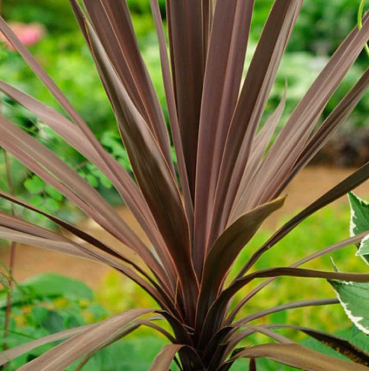 Les avantages de Dracaena pour l'intérieur