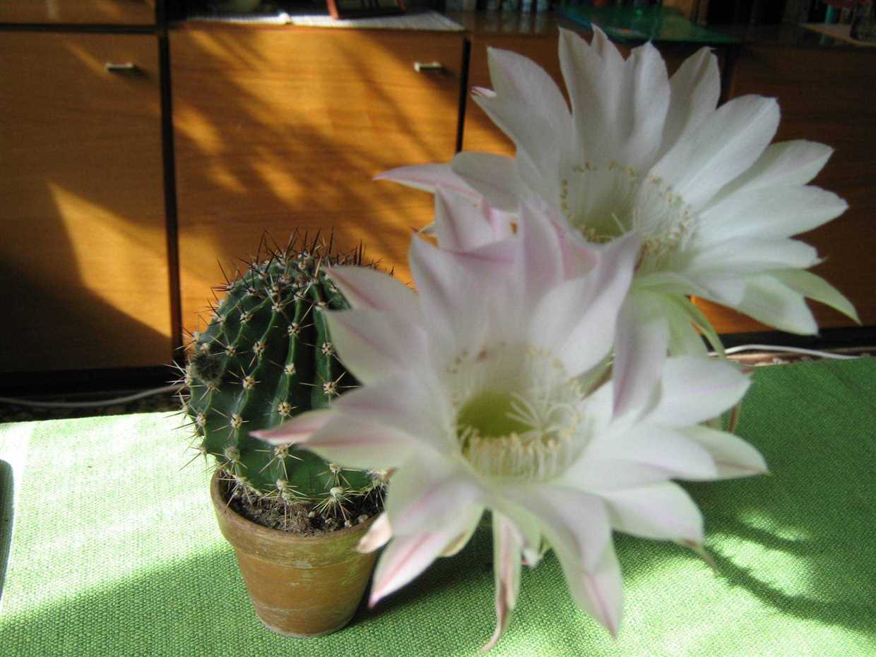 Caractéristiques d'Echinopsis