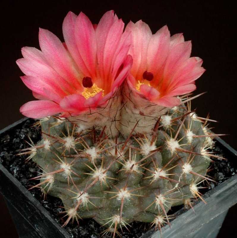 Qu'est-ce qu'Echinopsis ?