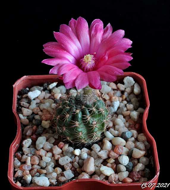 Les origines d'Echinopsis