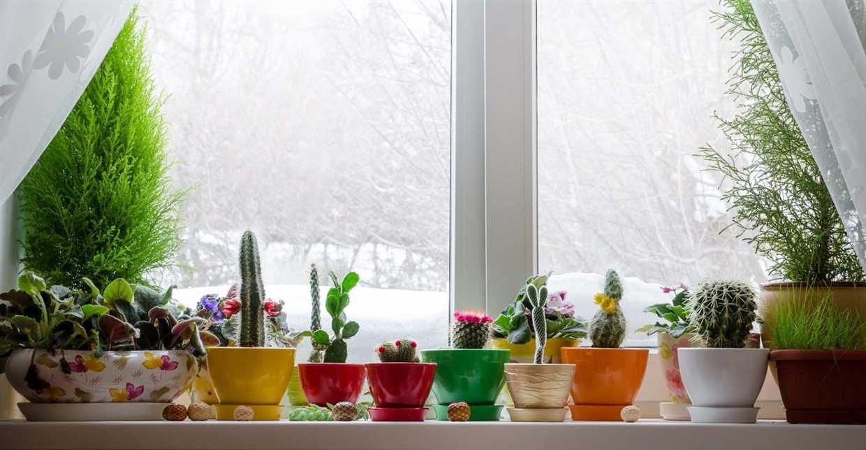 Les plantes ont besoin de lumière pour survivre en hiver