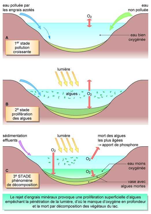 1. Source naturelle de potassium