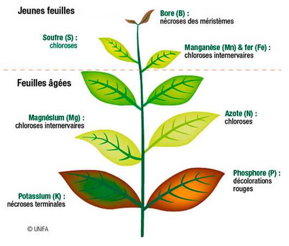 4. Les extraits de plantes