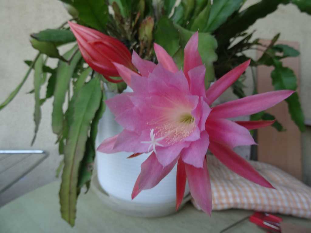 Epiphyllum : soins à domicile – Conseils et astuces