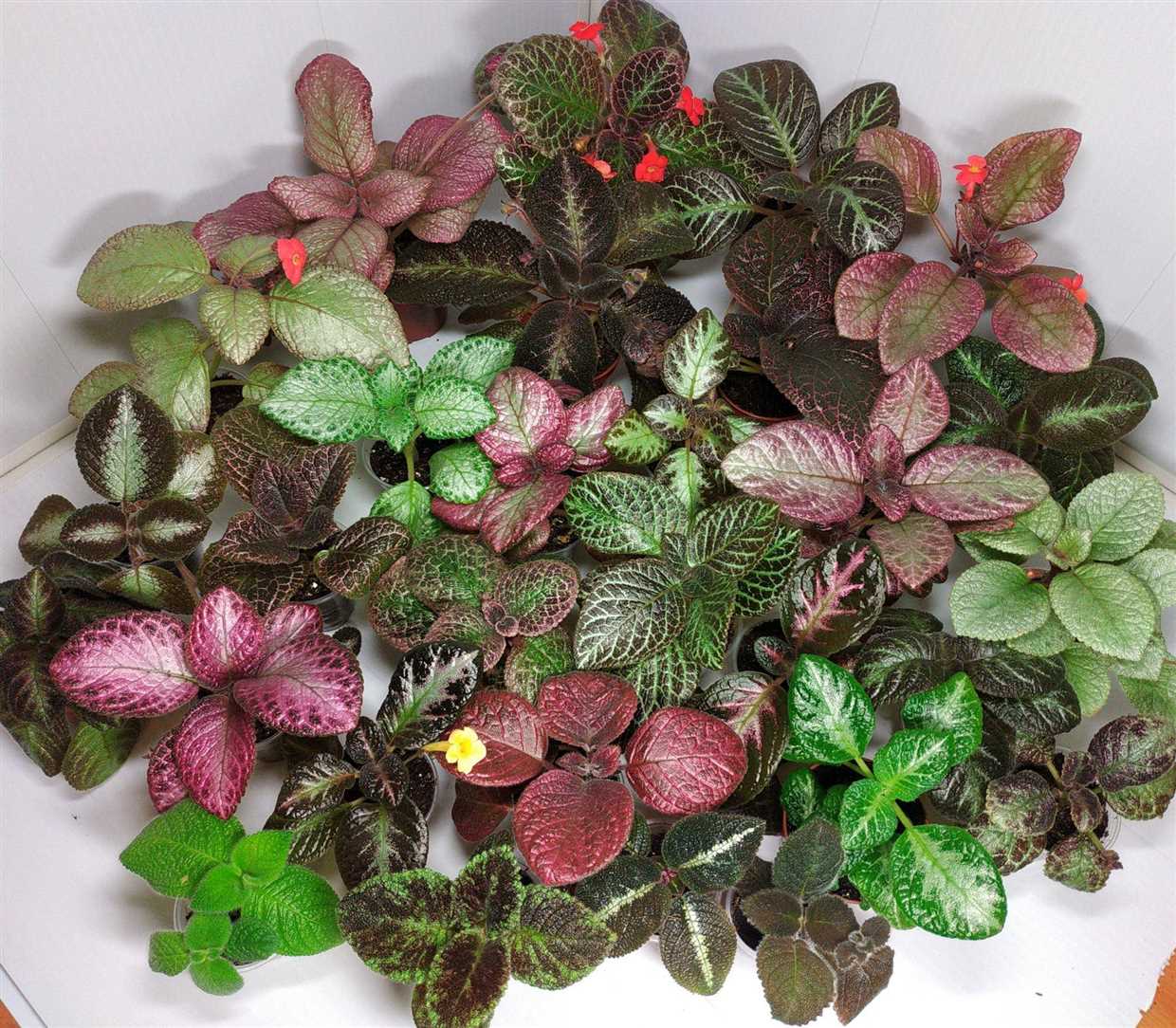 Les différentes couleurs disponibles chez les Episcia