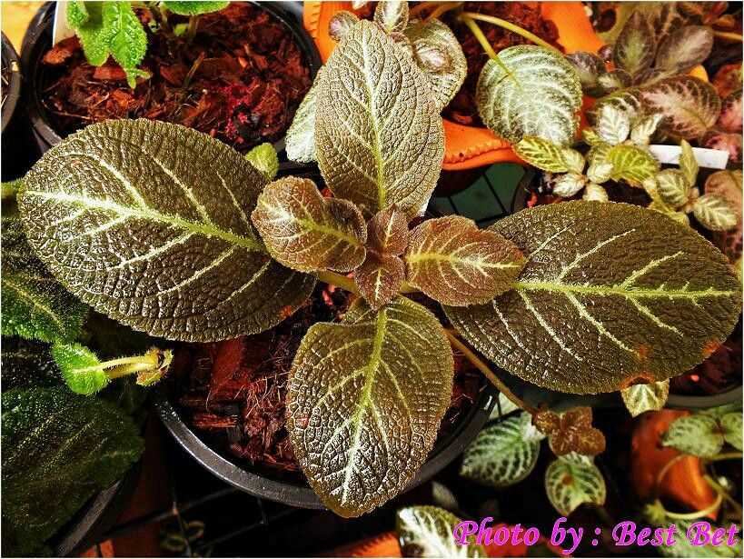 Episcia : conseils de soin, photos, types d'espèces