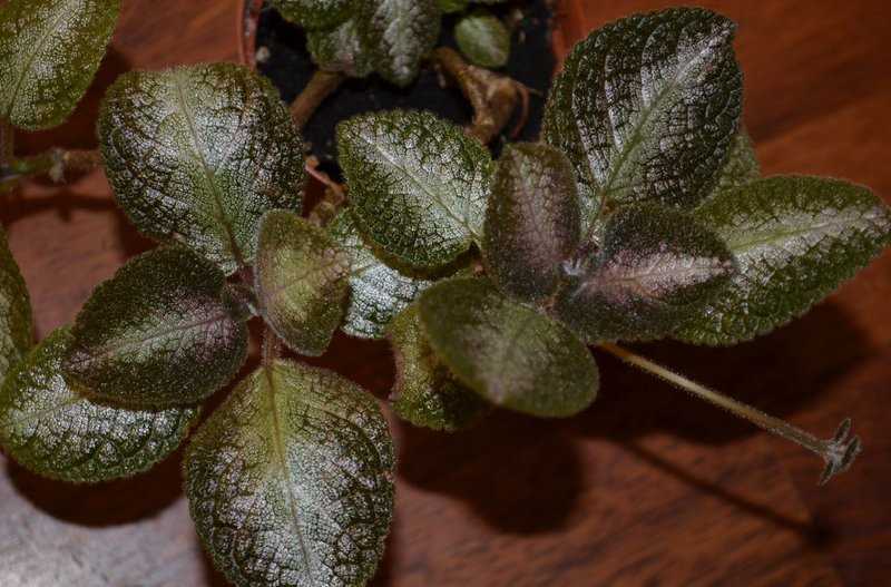 L'arrosage approprié pour une Episcia