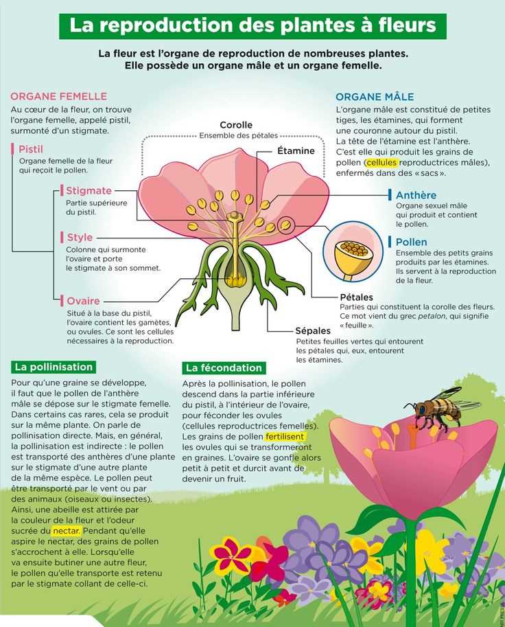 L'importance de la fertilisation pour les plantes d'intérieur