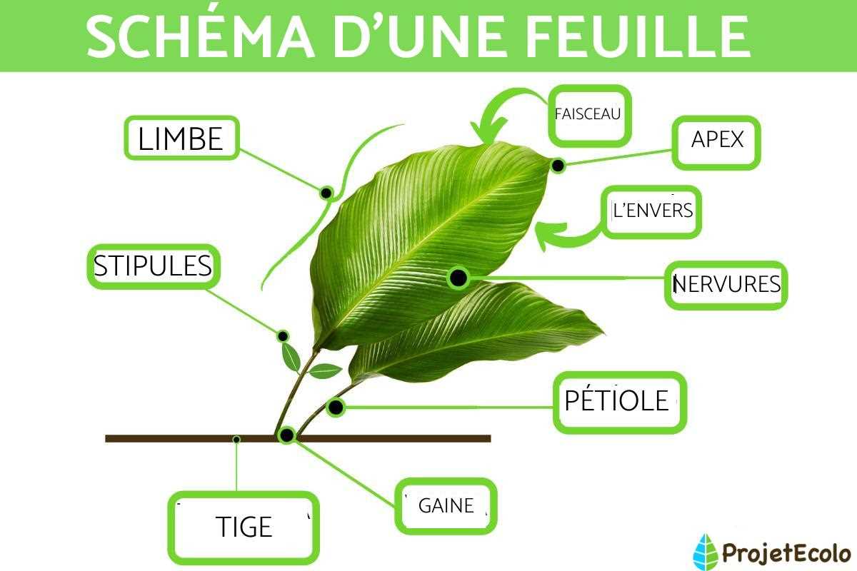 Quels sont les besoins en lumière du ficus à feuilles d'hévéa ?