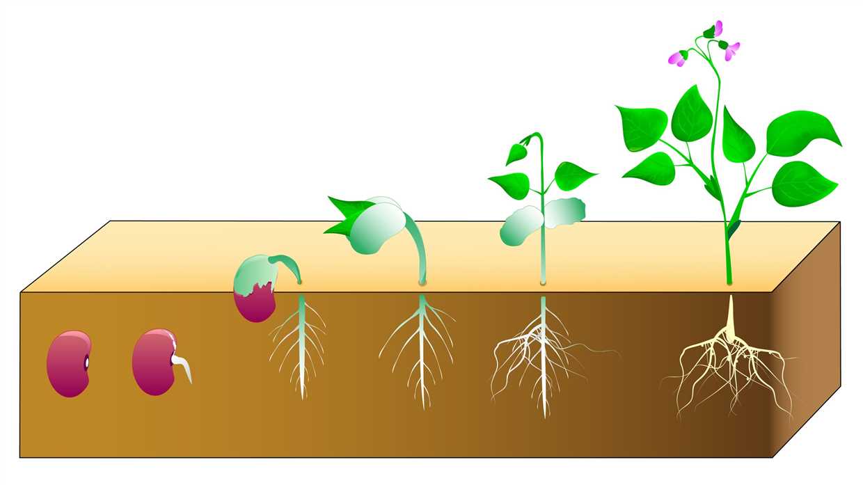 L'importance de la fertilisation