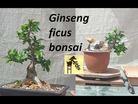 Le processus de formation des ficus