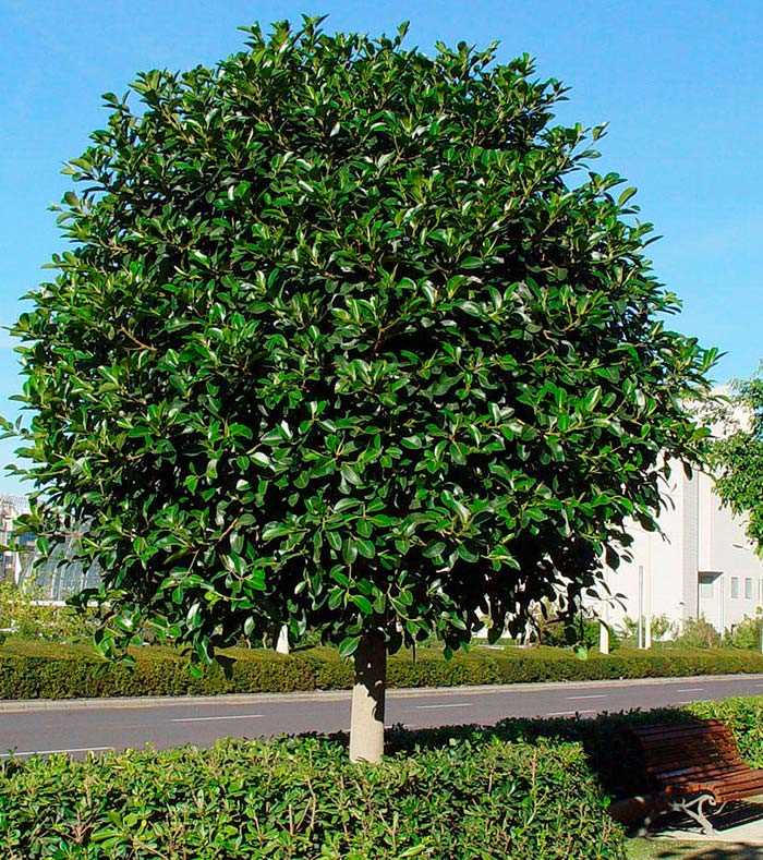 Comment entretenir les ficus formés