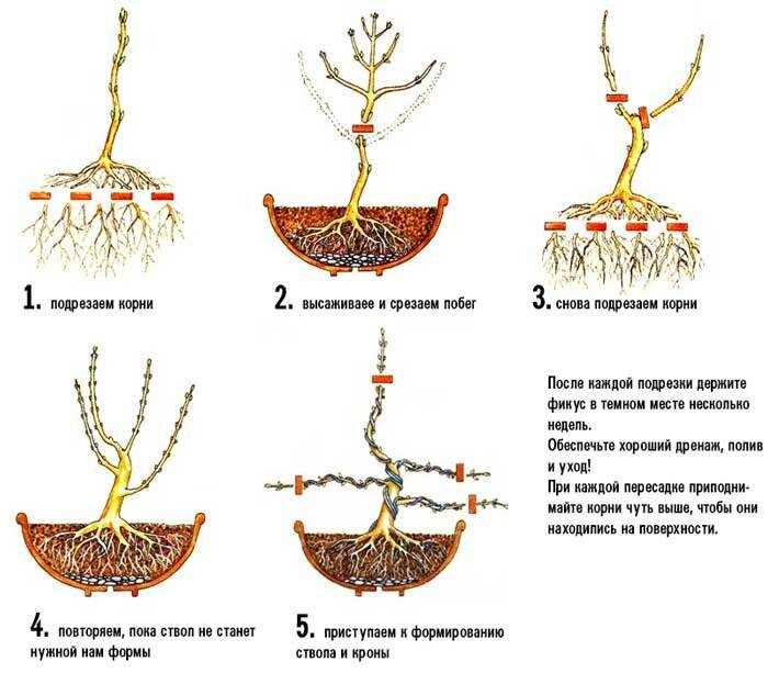 L'importance de l'éclairage pour la formation des ficus