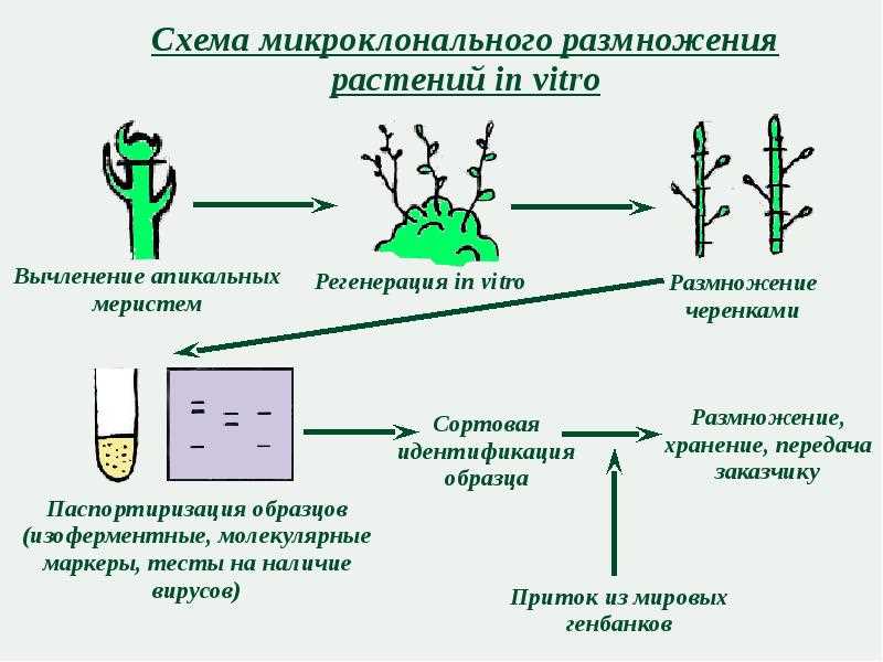 Les maladies et parasites courants affectant les fuchsias