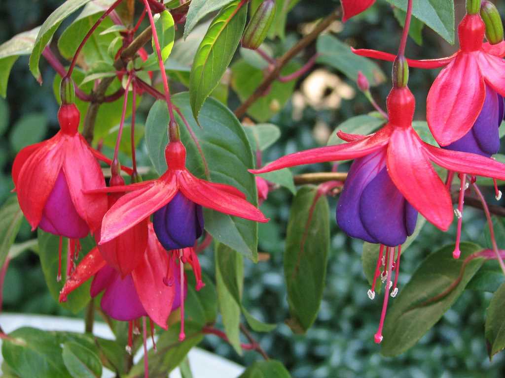 Quel type de sol convient au Fuchsia de Chambre