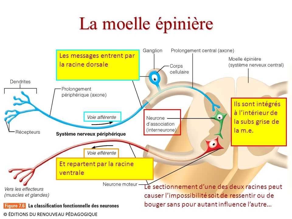 Préparer le sol et les pots