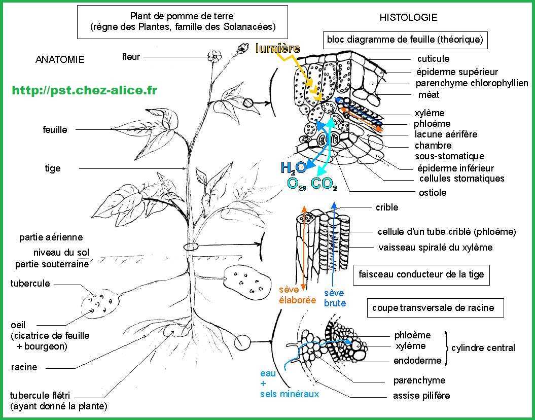 3. Le Pothos