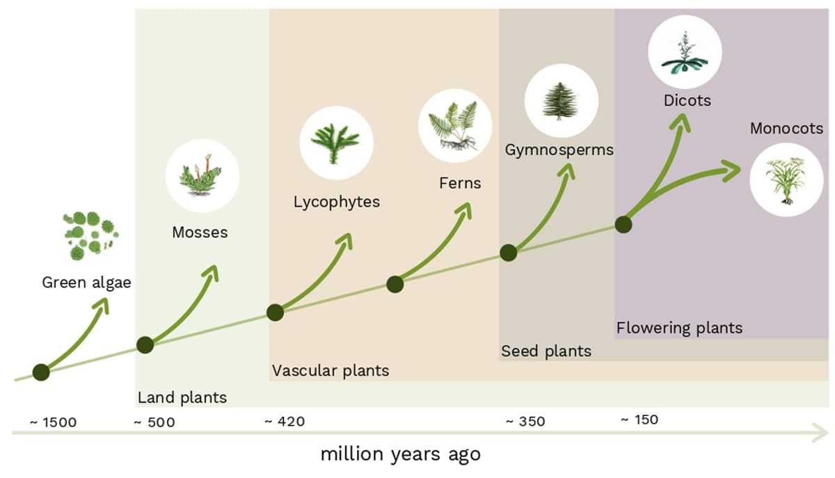 Exemples de plantes à fleurs d'intérieur