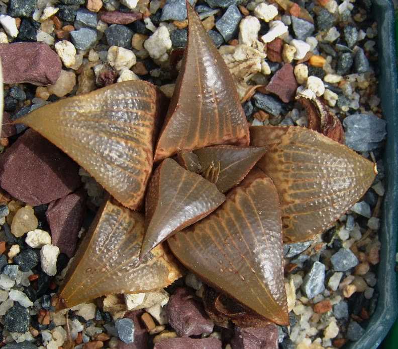 Caractéristiques principales des Haworthia