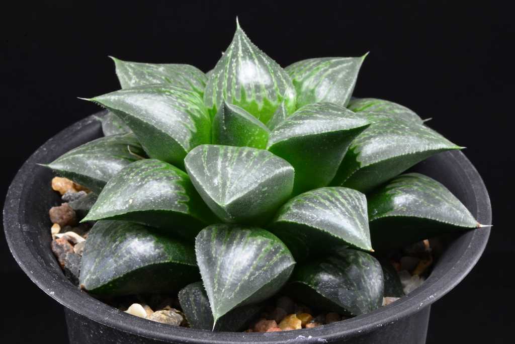 Caractéristiques communes des Haworthia