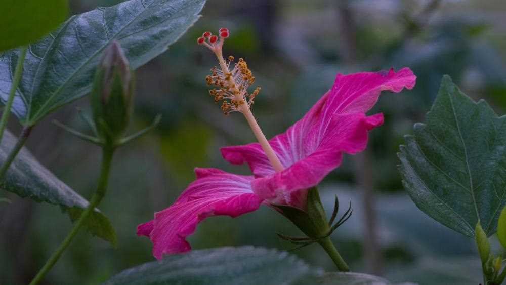 Photos d'hibiscus