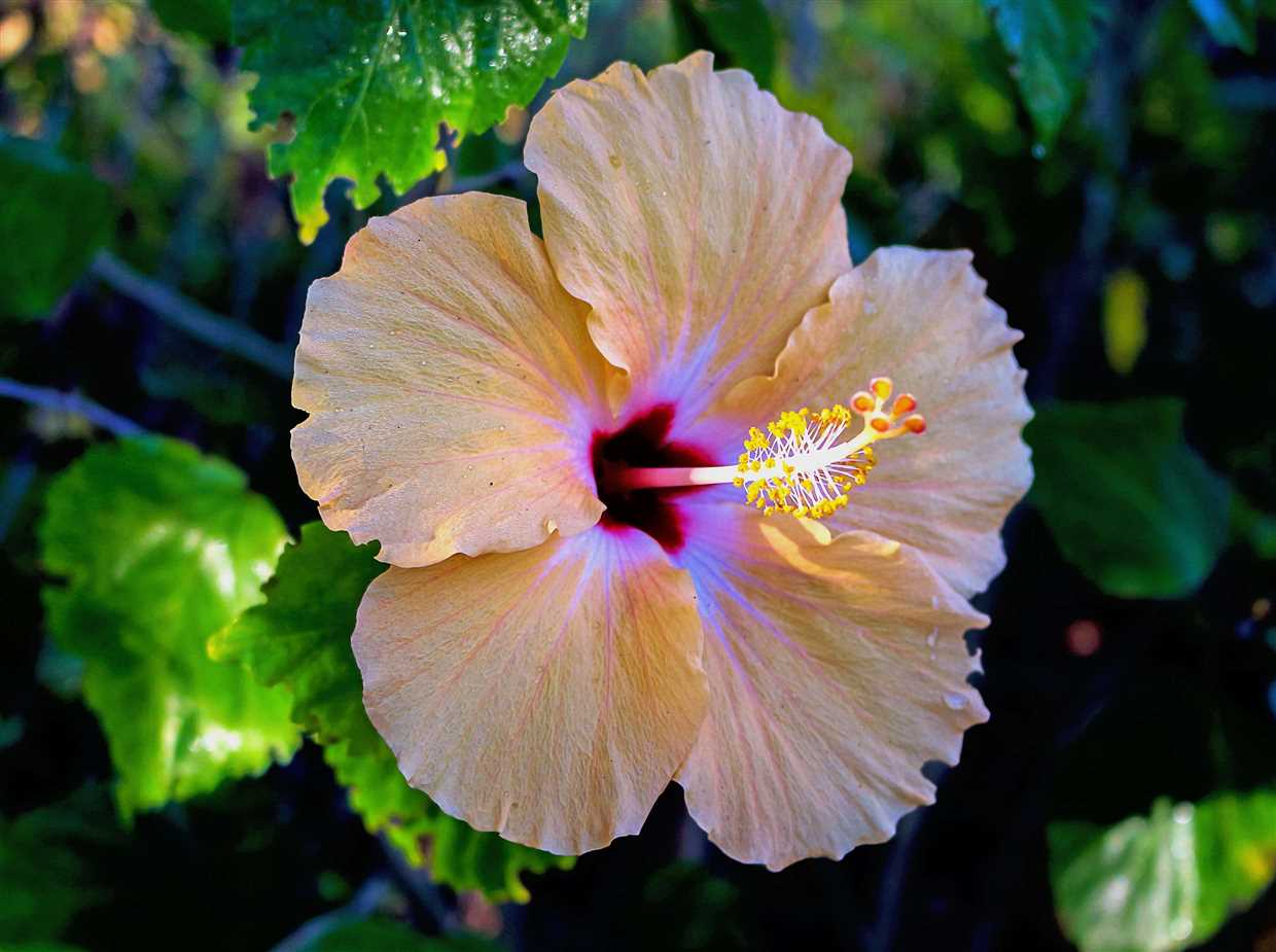 Hibiscus sabdariffa