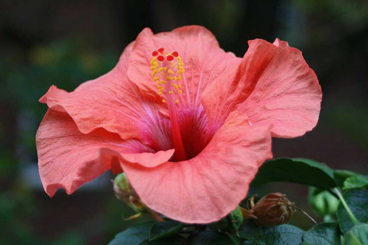 Soins de l'hibiscus en pot