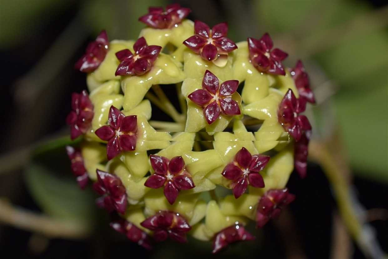 Bouturage de tige :