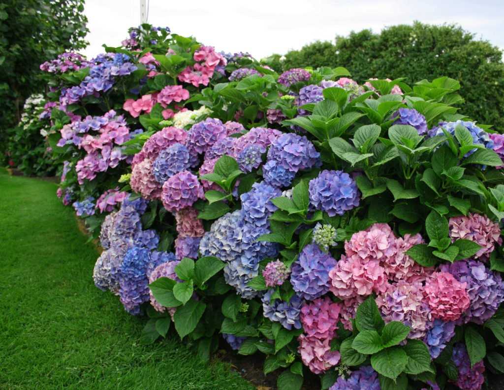 Comment planter Hydrangea mellifera