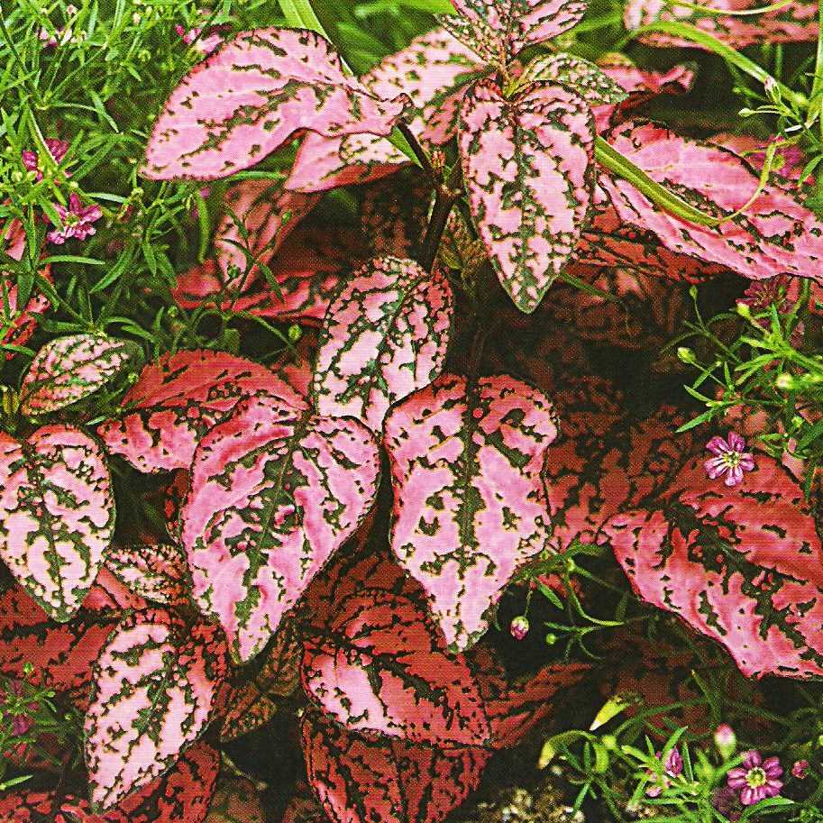 Les problèmes courants et les solutions pour les plantes d'Hypoestes