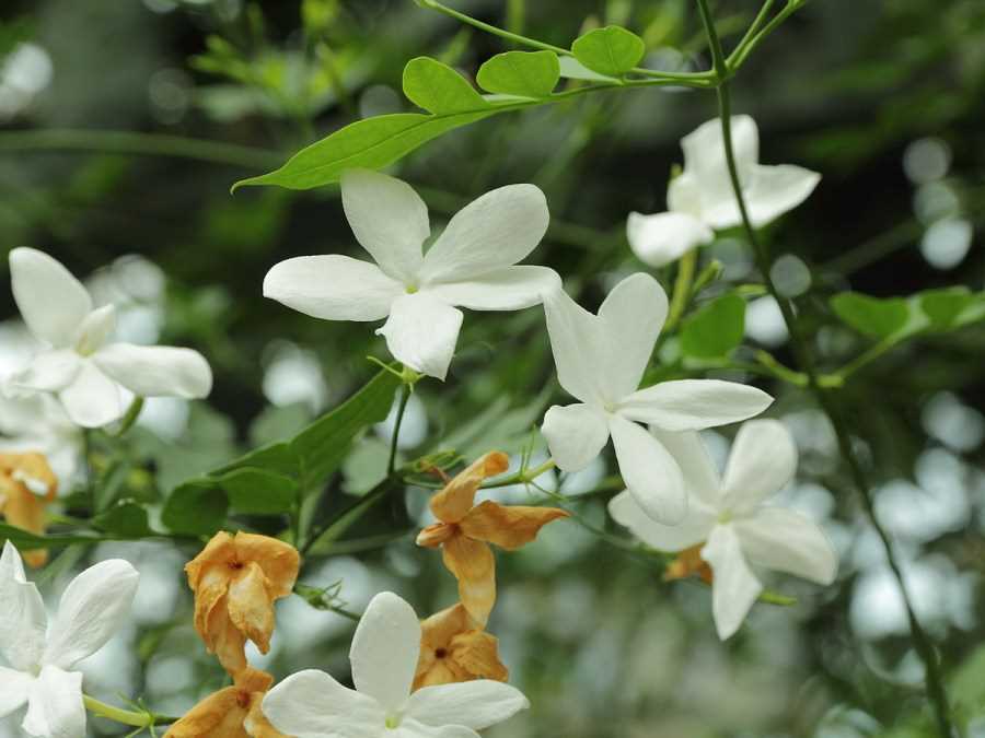 Jasmin du cap (Jasminum angulare)