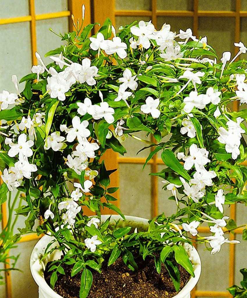 Jasmin sambac (Jasminum sambac)