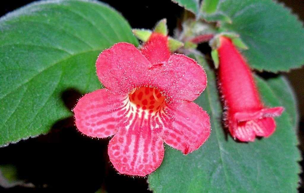 Kohleria (Kohleria) : plantation et entretien