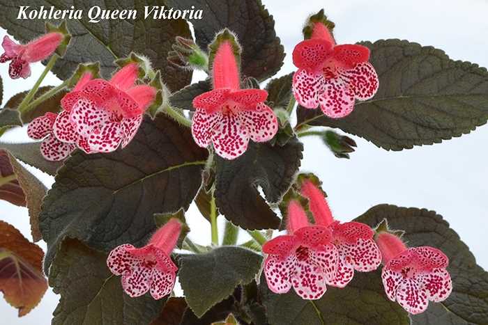 Photos de différentes variétés de Kohleria