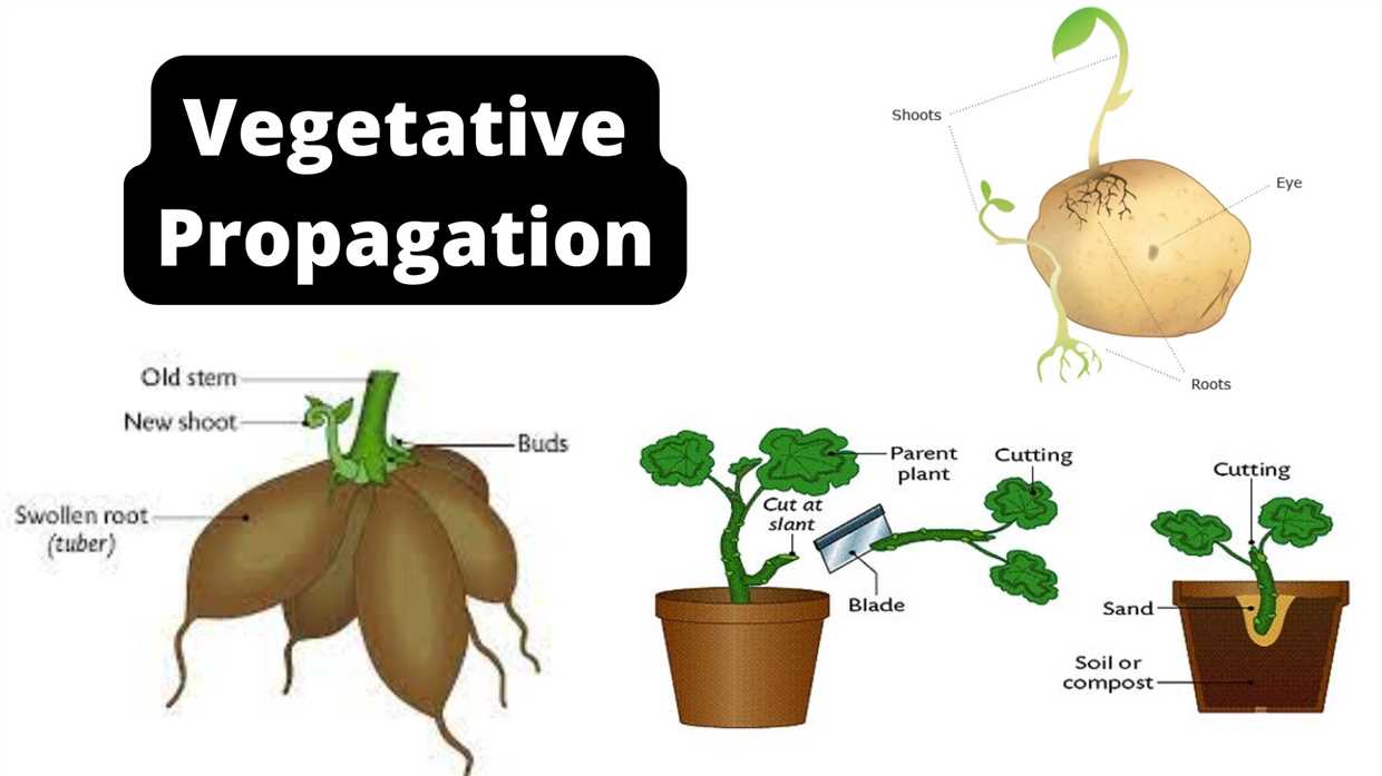 Propagation des bébés aloès :