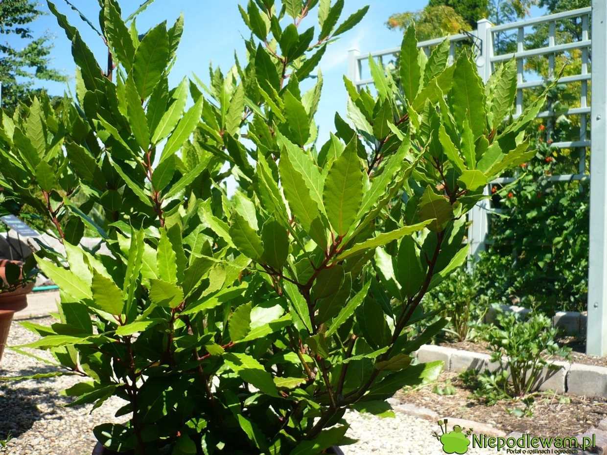 Laurier noble (Laurus nobilis)