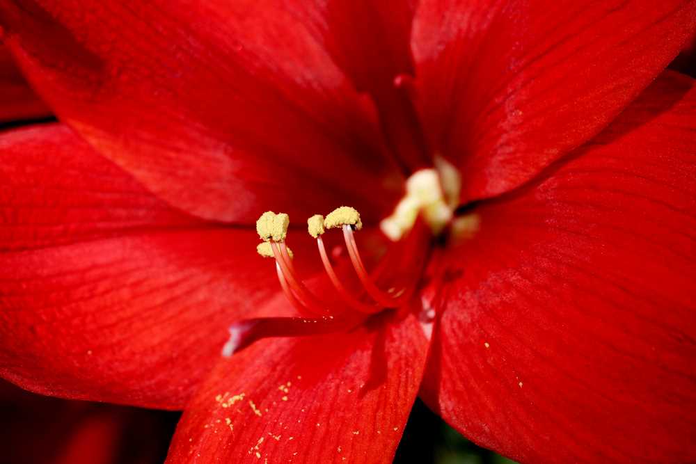 La formation et l'épanouissement de la fleur