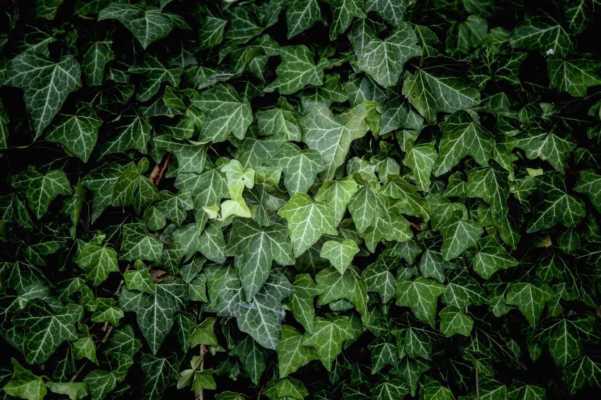 Lierre colchique (Hedera colchica)