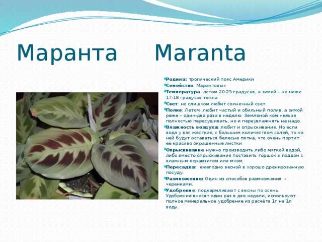 Maranta bicolor