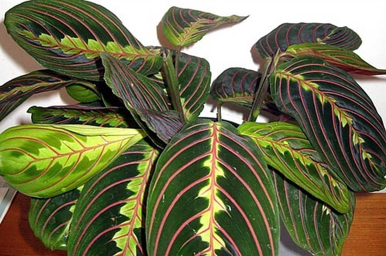 Ma maranta a des taches brunes sur les feuilles, que dois-je faire?