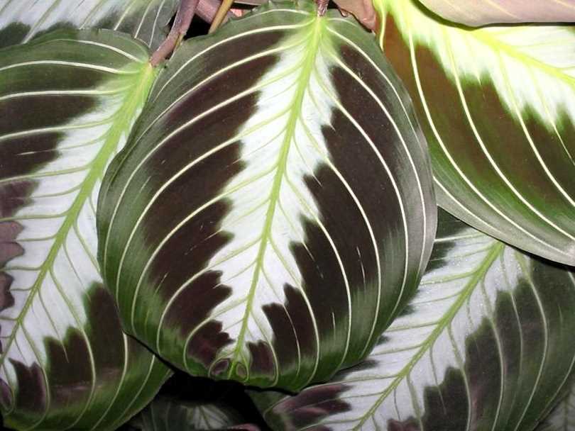 Maranta cylindrica