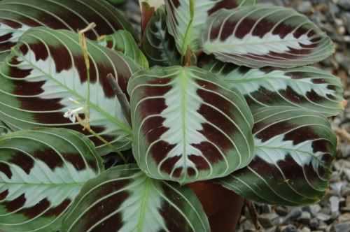 Maranta fascinator